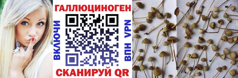 Галлюциногенные грибы Psilocybe  Бугульма 